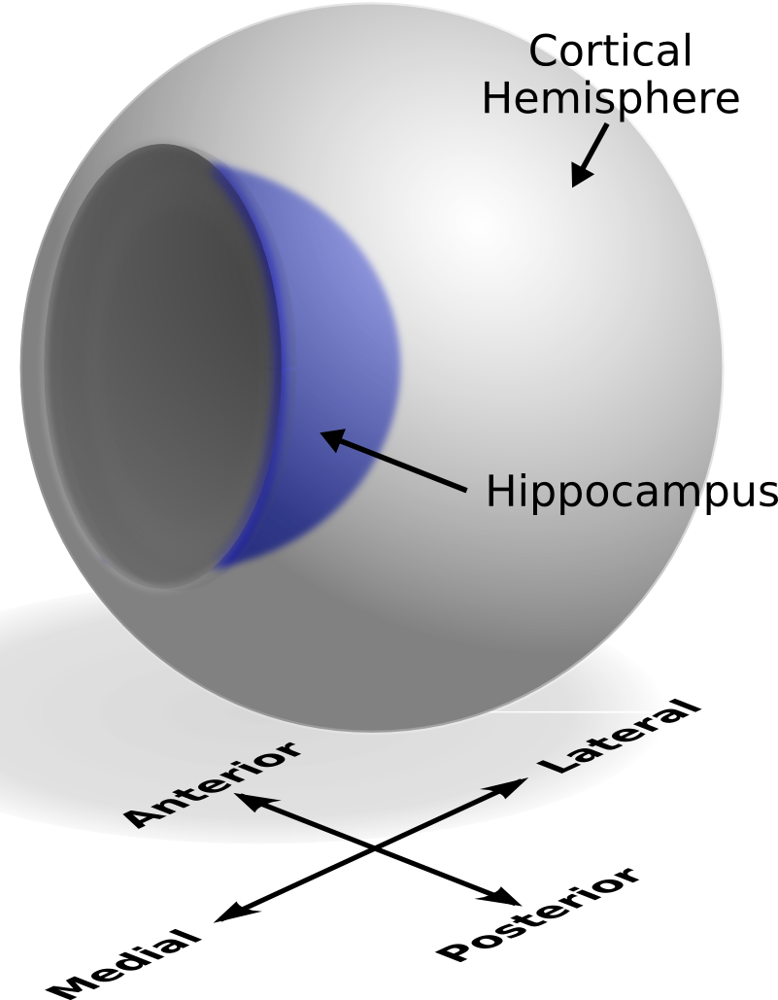The hippocampus (blue region inside a cortical hemisphere) is a brain structure crucial for forming new memories. Hippocampal-inspired models in AI aim to replicate its ability to rapidly learn and recall sequences of events.